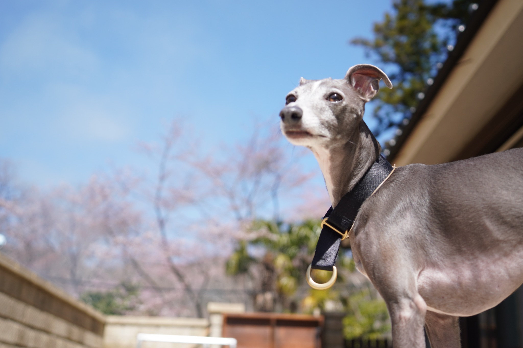愛犬と過ごす庭時間