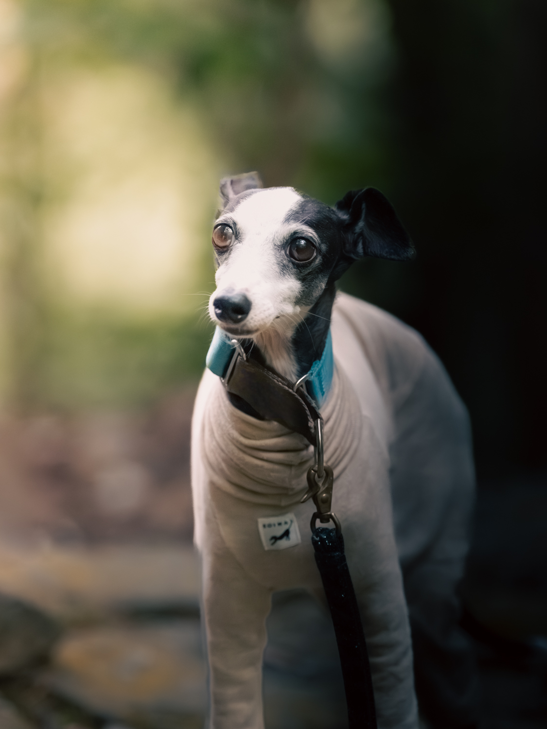 自然の中で過ごす愛犬